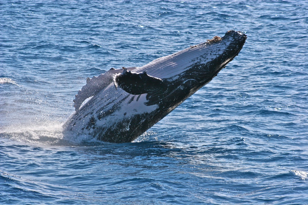 whale breaching