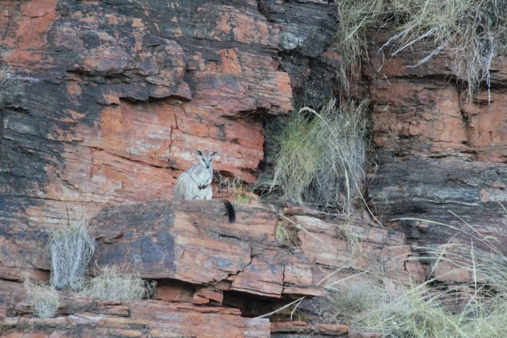A rock wallaby3