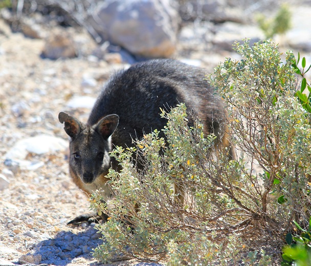 Abr wallaby