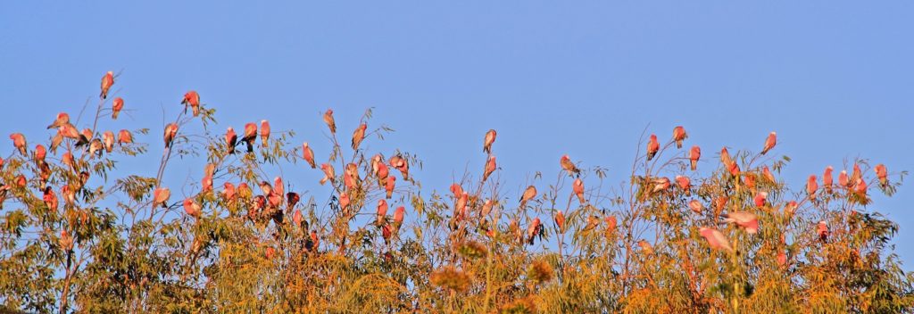 Pink and grey galahs warming up at dawn