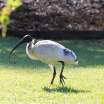 Note the broken beak