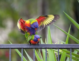5V3A2494 Amorous lorikeets