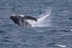 IMG_0042