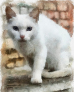 illustration, white cat
