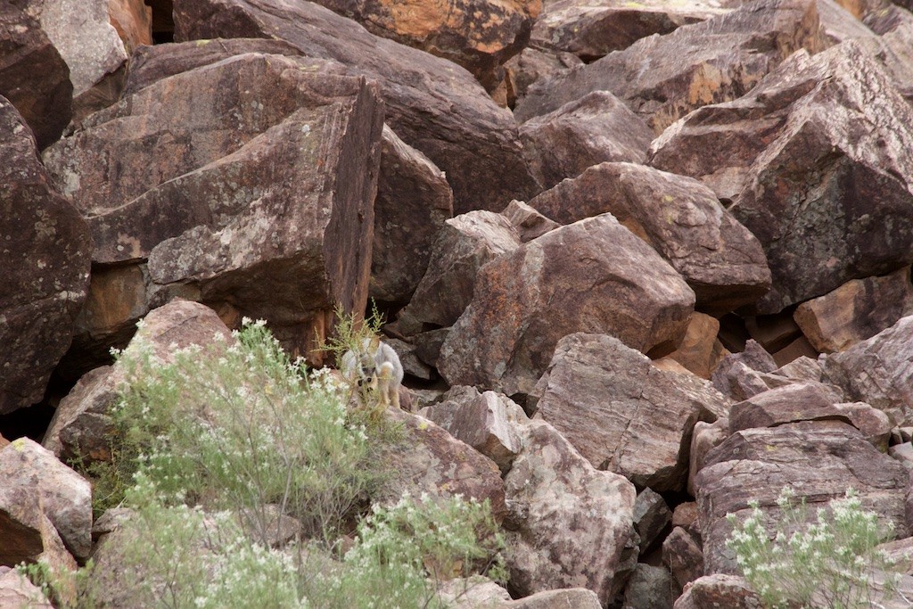 Spot the wallaby