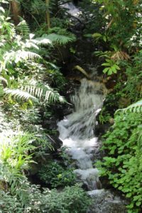 Water and ferns
