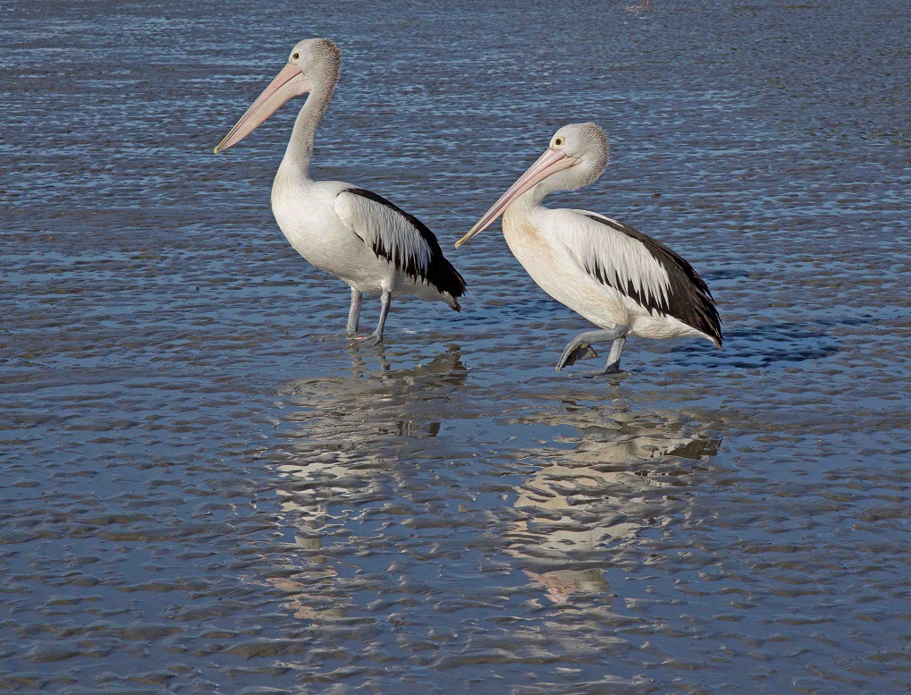5V3A3033 1 Waddling out to the water at the beach Hervey Bay