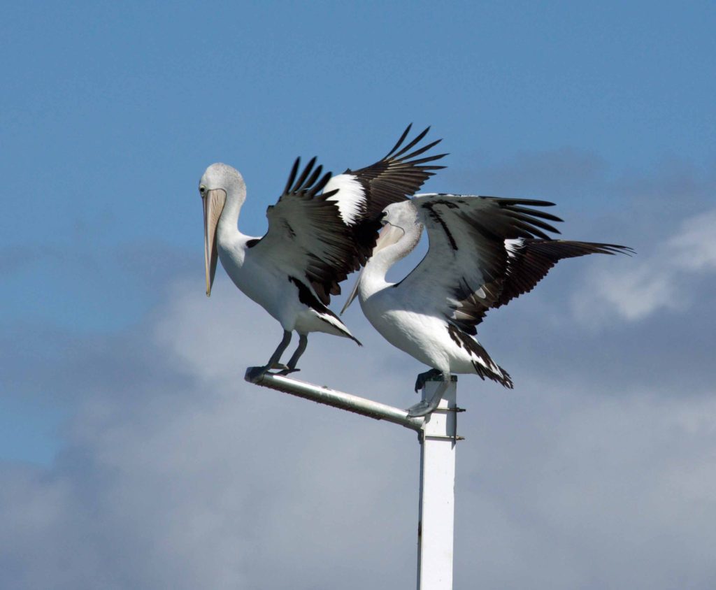 5V3A3158 2 A light pole on the Urangan pier is a favourite spot