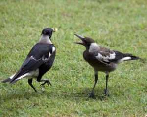 5V3A4141 2 Young magpie begging