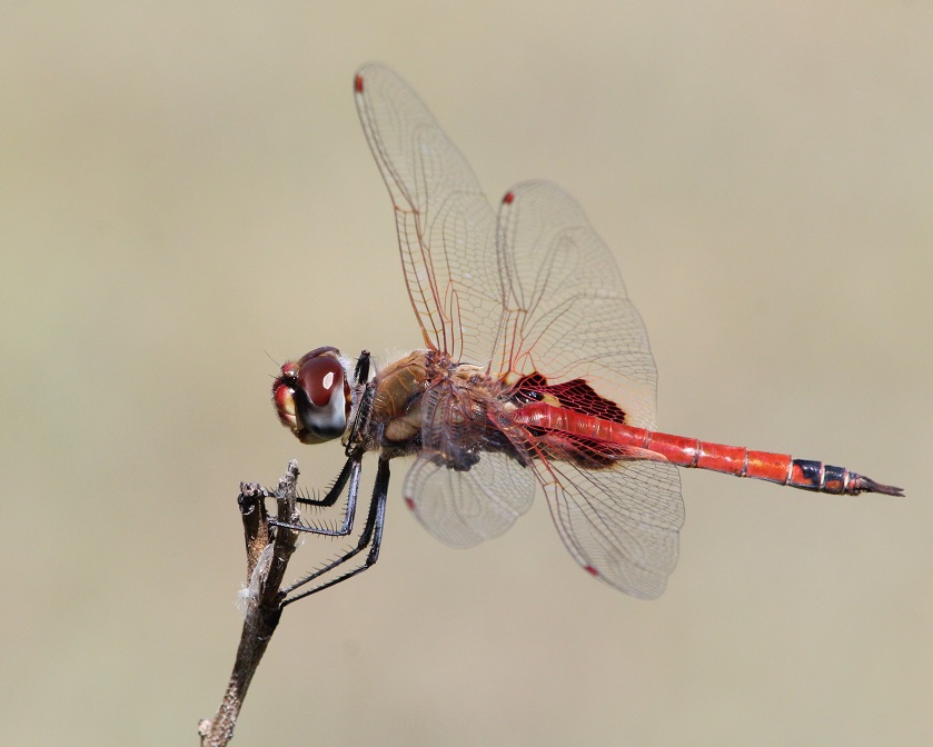 Dragonfly on twig A dragonfly clings on to a twig in a breeze