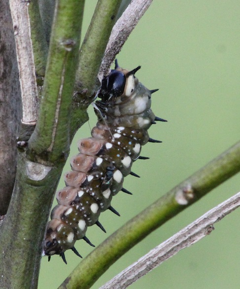 IMG 0217 This caterpillar is preparing to pupate. See the silk strand attaching it to the branch?
