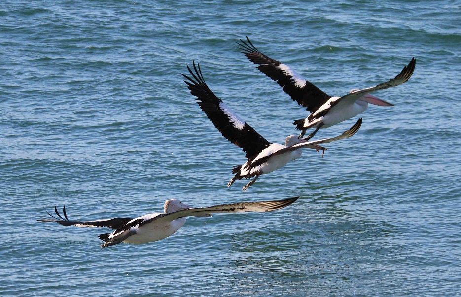 IMG 0499 2 Take off in formation