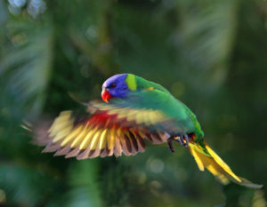 Lorikeet 2 Rainbow Lorikeet