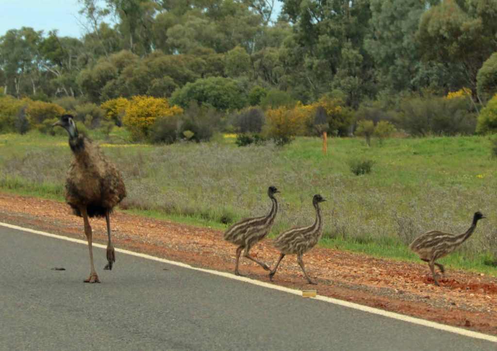 Dad escorting his brood across the road