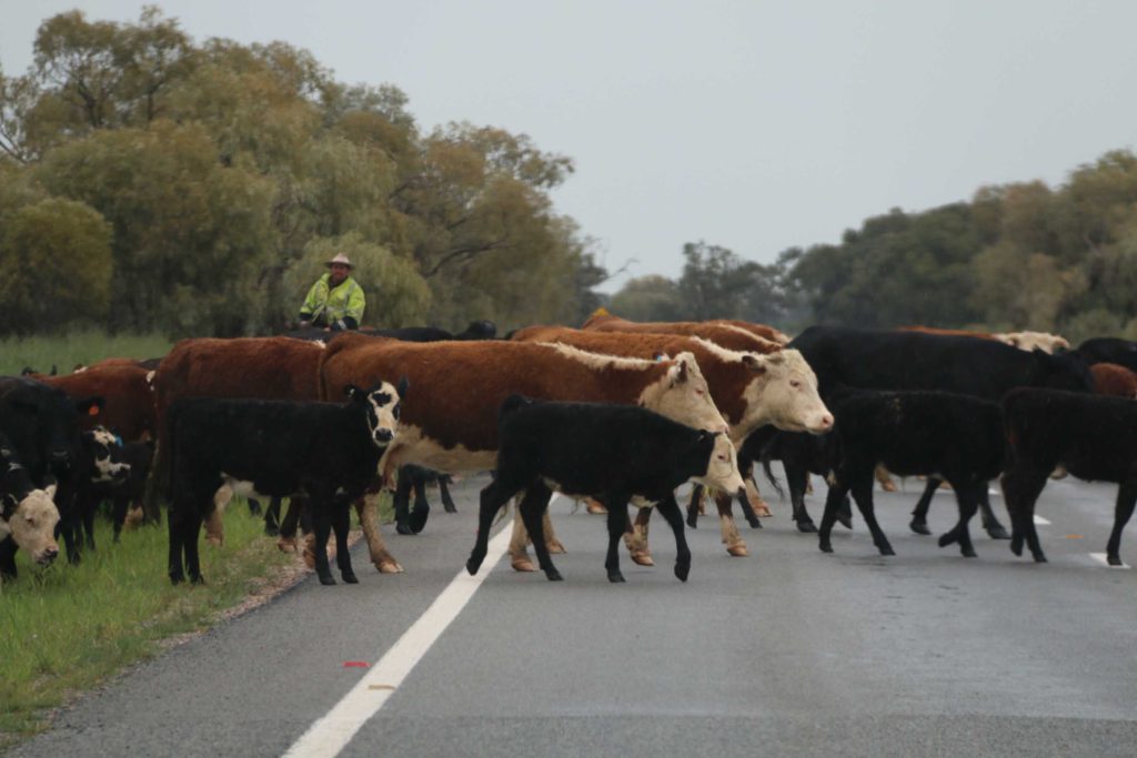 Drovers moving stock