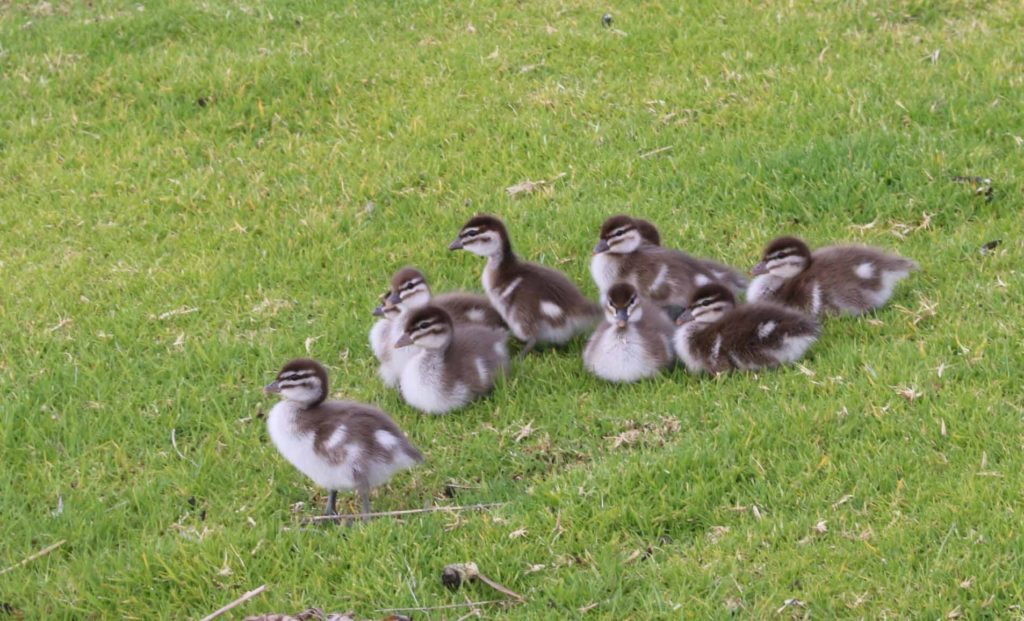 Bundles of fluff waiting for Mum and Dad