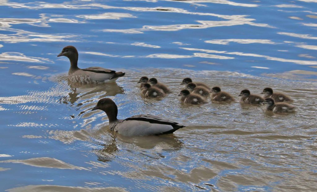 All's well, and they paddled up off upstream
