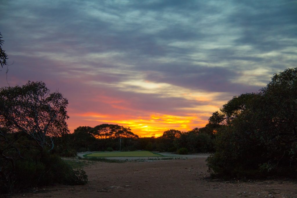 Border Kangaroo green