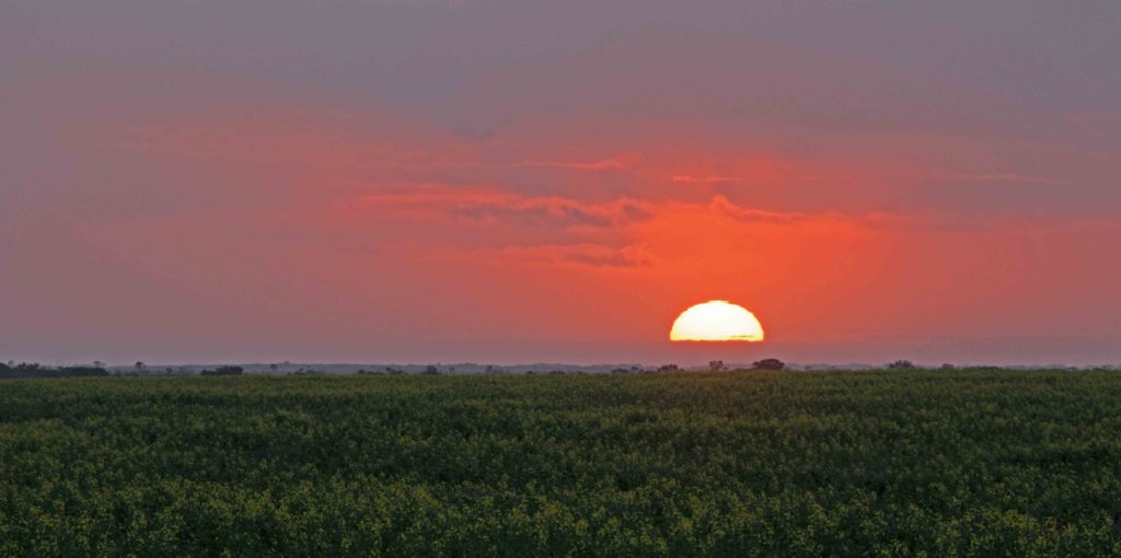 Sunset on the canola