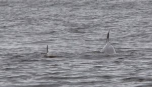 A mother and calf - wonderful to see