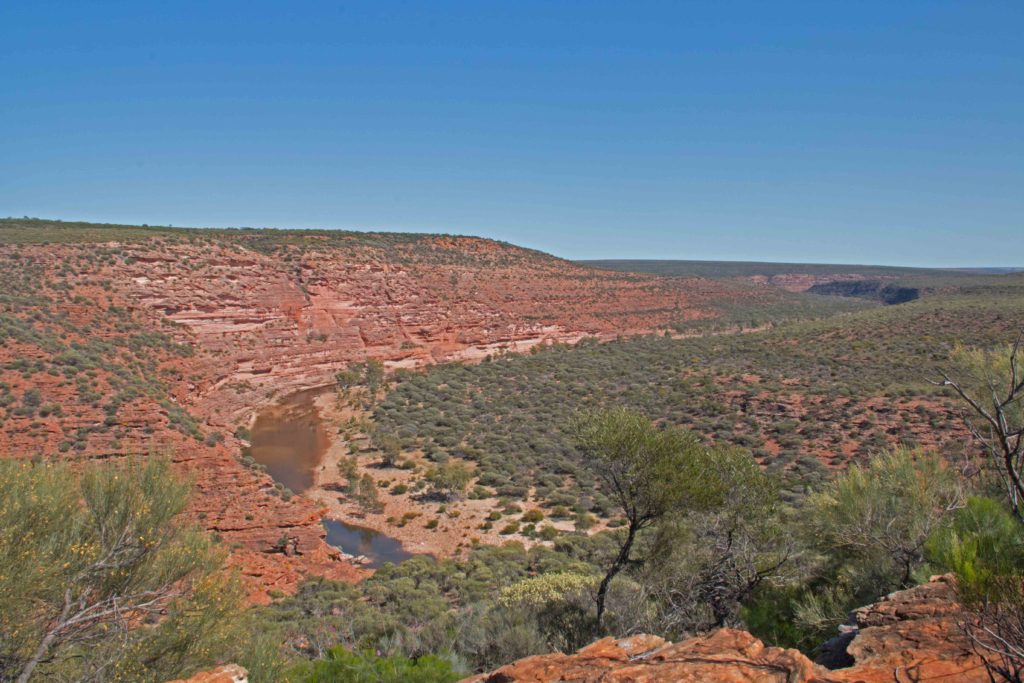 The pools are vital for the desert dwellers. There is no water from here to Carnarvon. We saw goats, kangaroos and a few pairs of black swans down there.