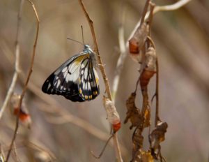 Butterfly among the discarded cocoons. It probably just emerged from the one underneath it.