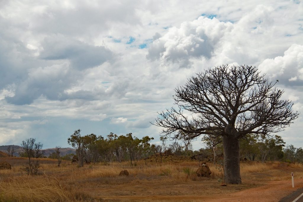 The mighty boab tree, seen all over the North 