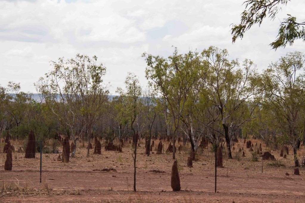 Termite hills. In places they're so common it feels like you're driving past a cemetery