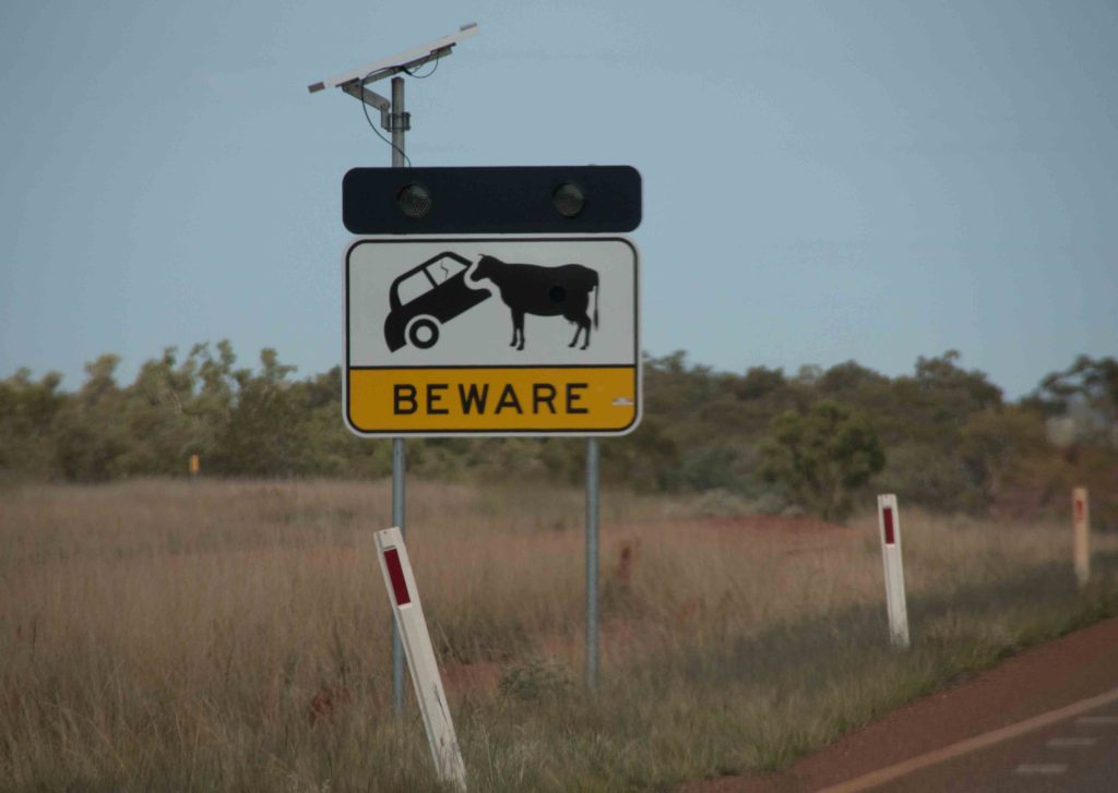 Straying cattle is a major problem up here.