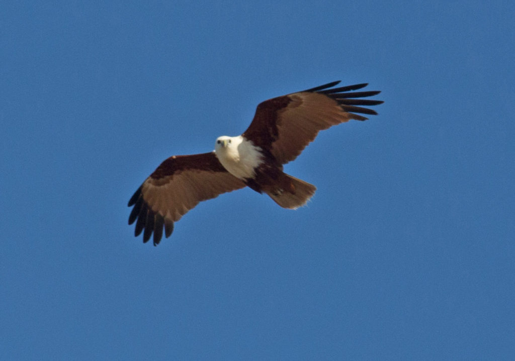 A brahmani kite at the beach gives me the eye