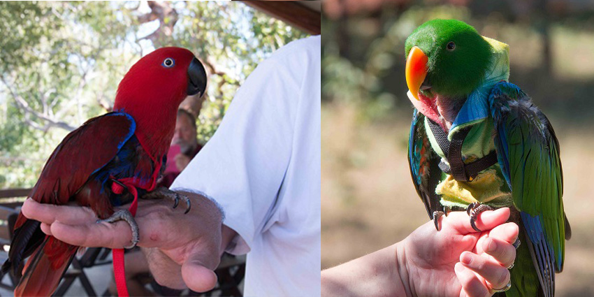 Parrots