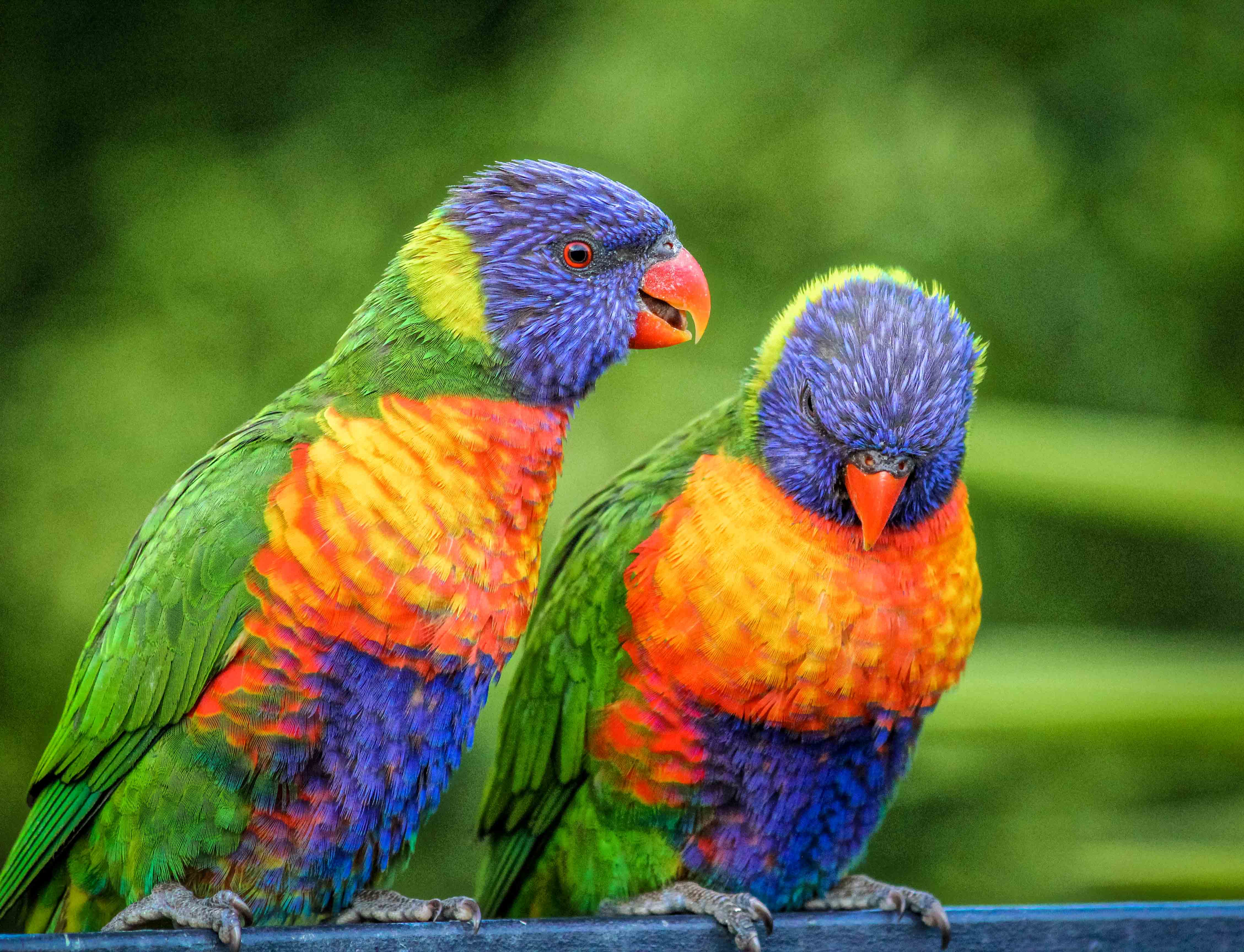Lorikeets chatting 1