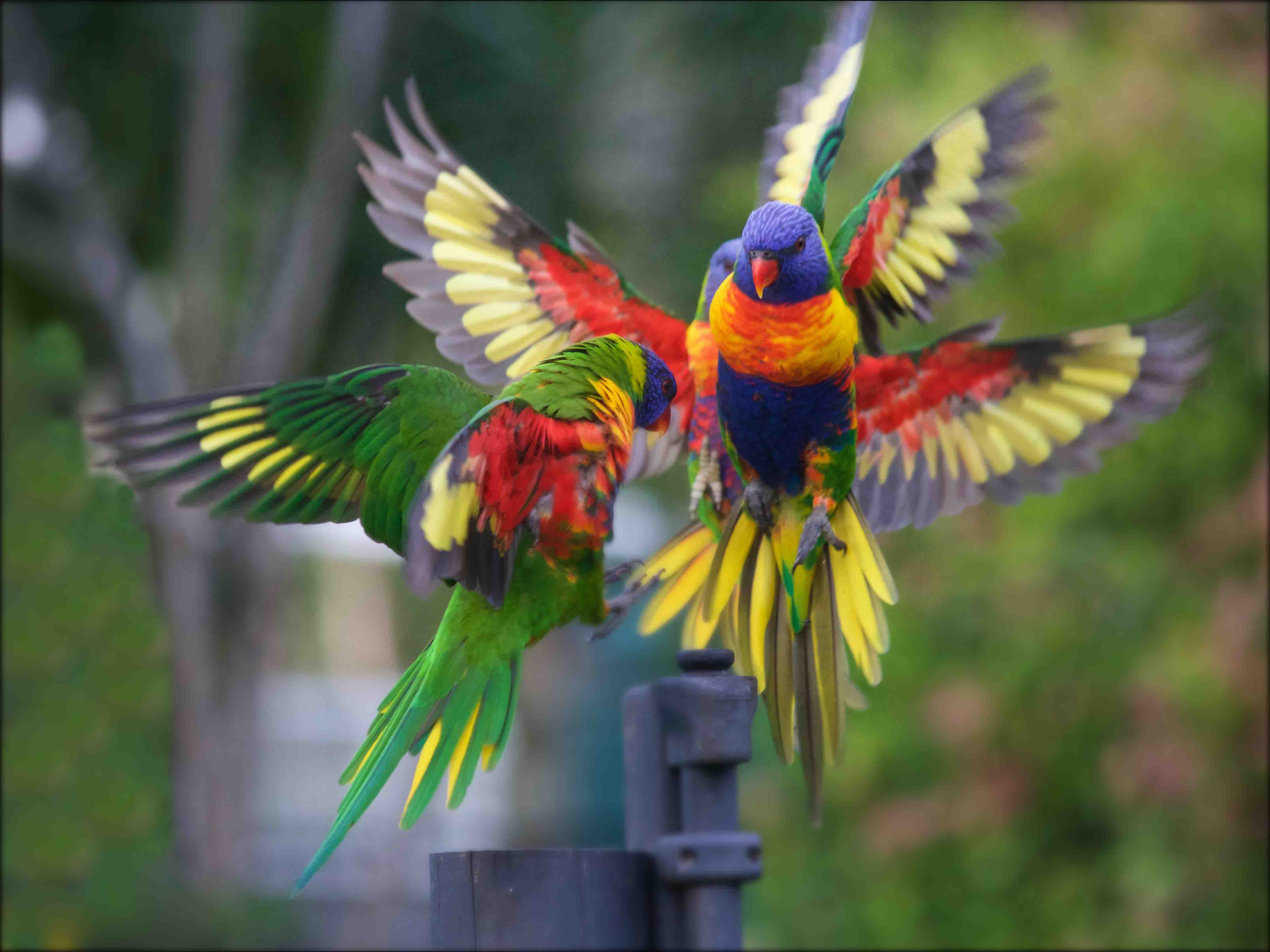 Three lorikeets