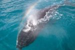 A whalwe creating a rainbow in the spray above her blowhole