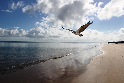 Osprey on sunny beach