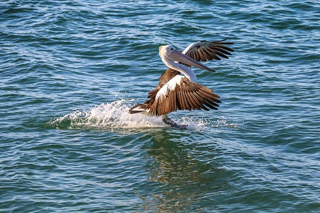 Coming in to land sml