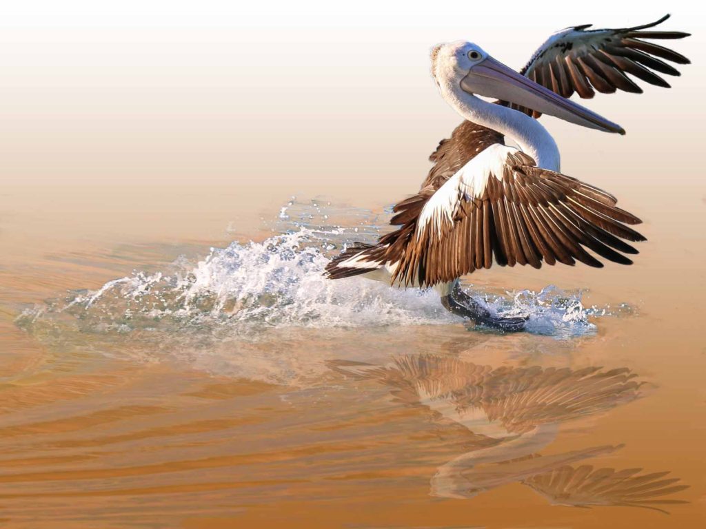Pelican2 Pelican2