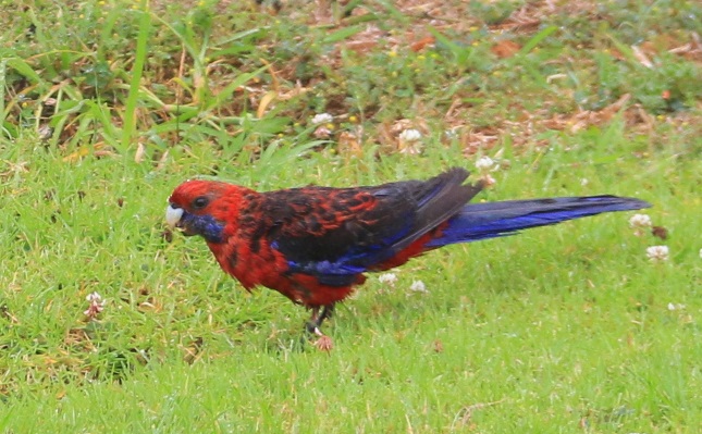 Rosella