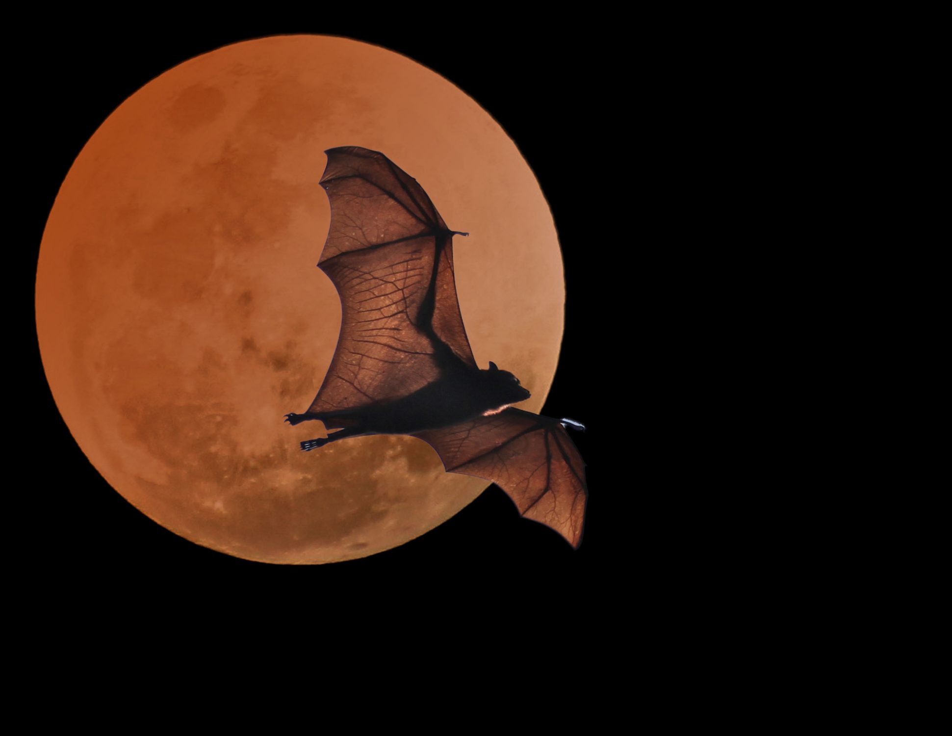 Bat and moon e1604085609668