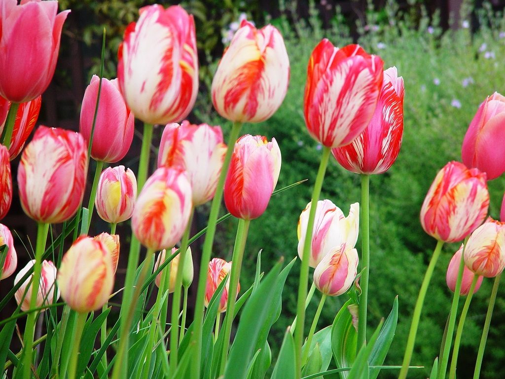Massed tulips