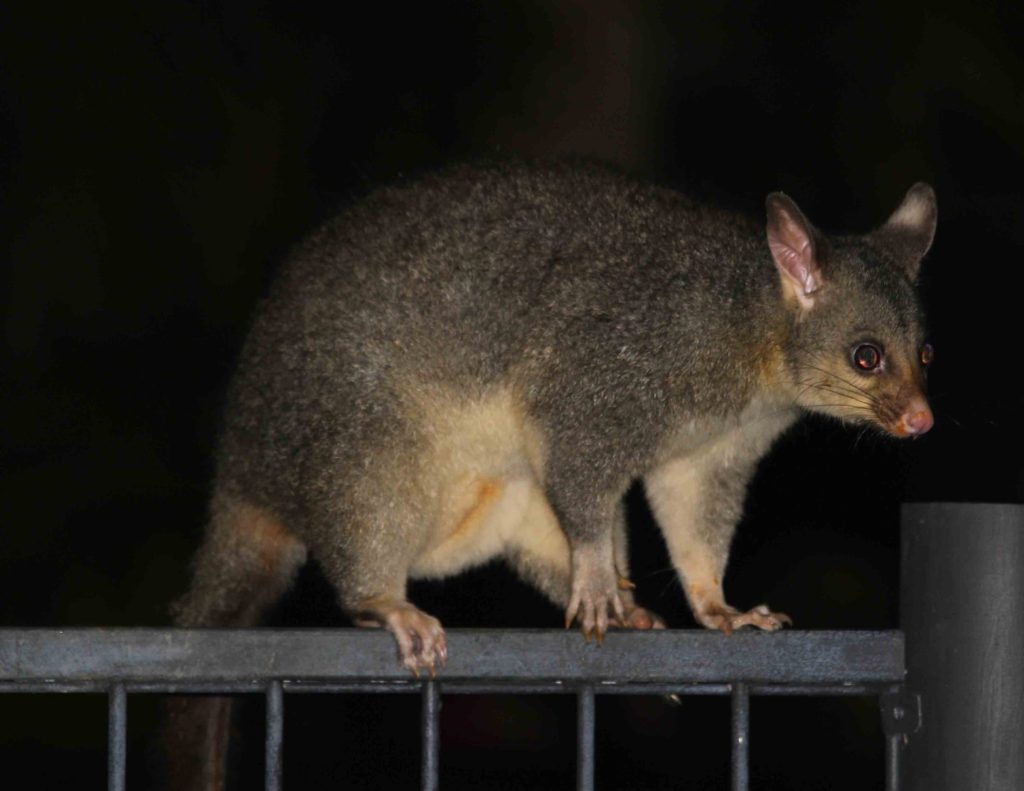 The trouble with possums