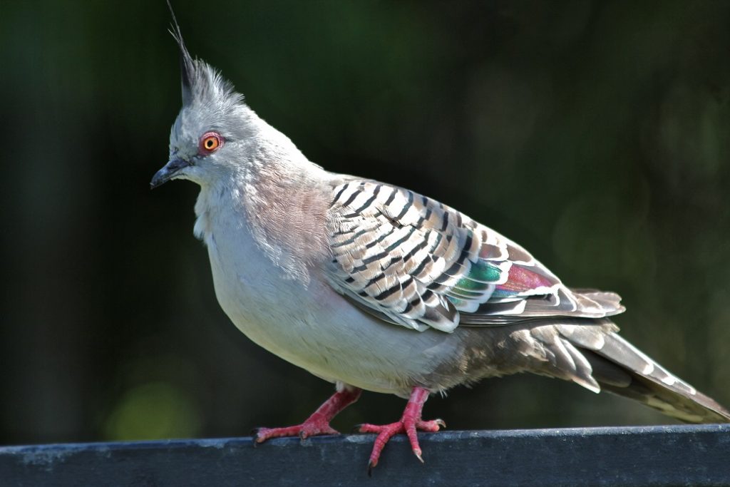 Crested pigeon