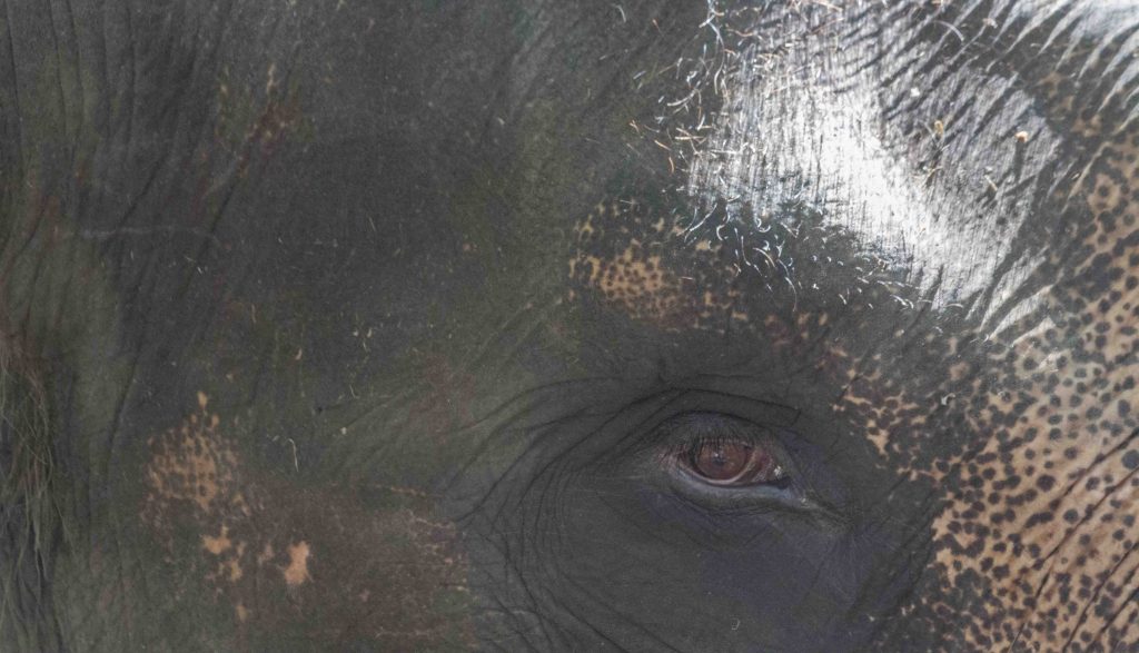 elephants eye