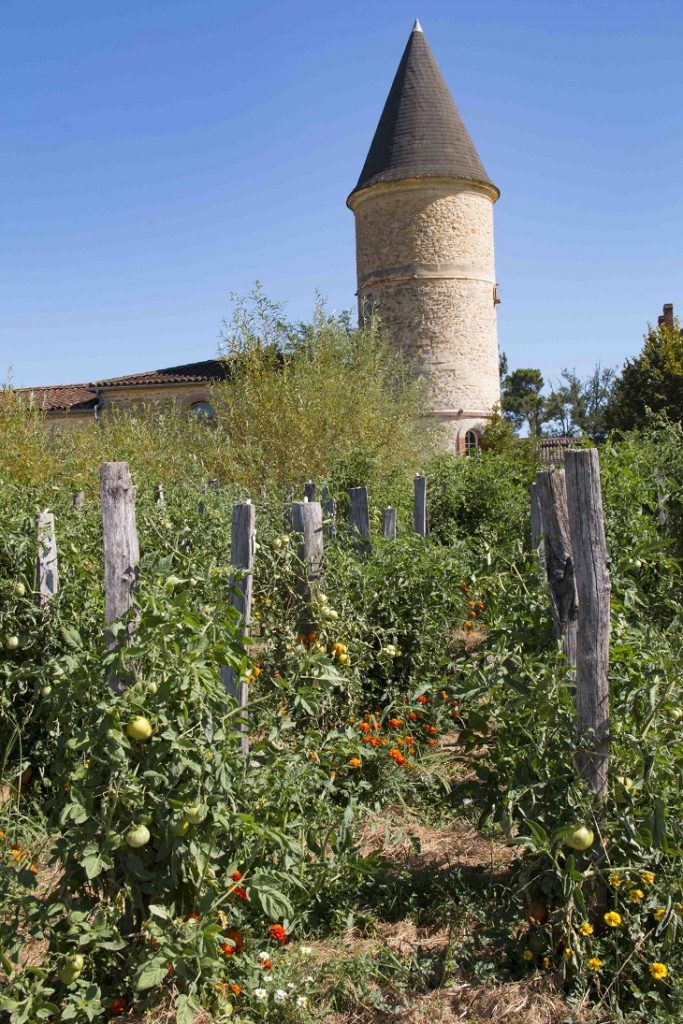tomatoes