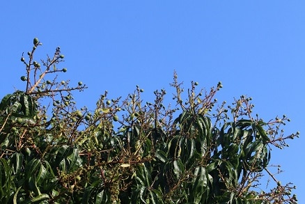 IMG 4524