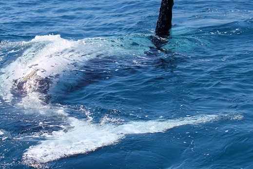 Whale rolling Whale rolling