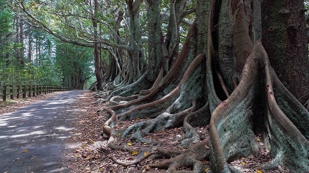 Fig trees