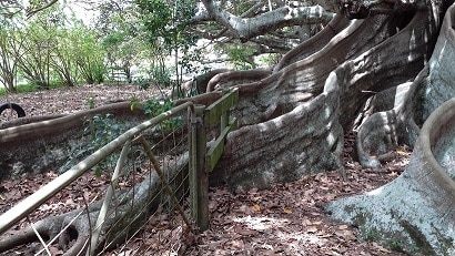 Norfolk tree and fence Norfolk tree and fence