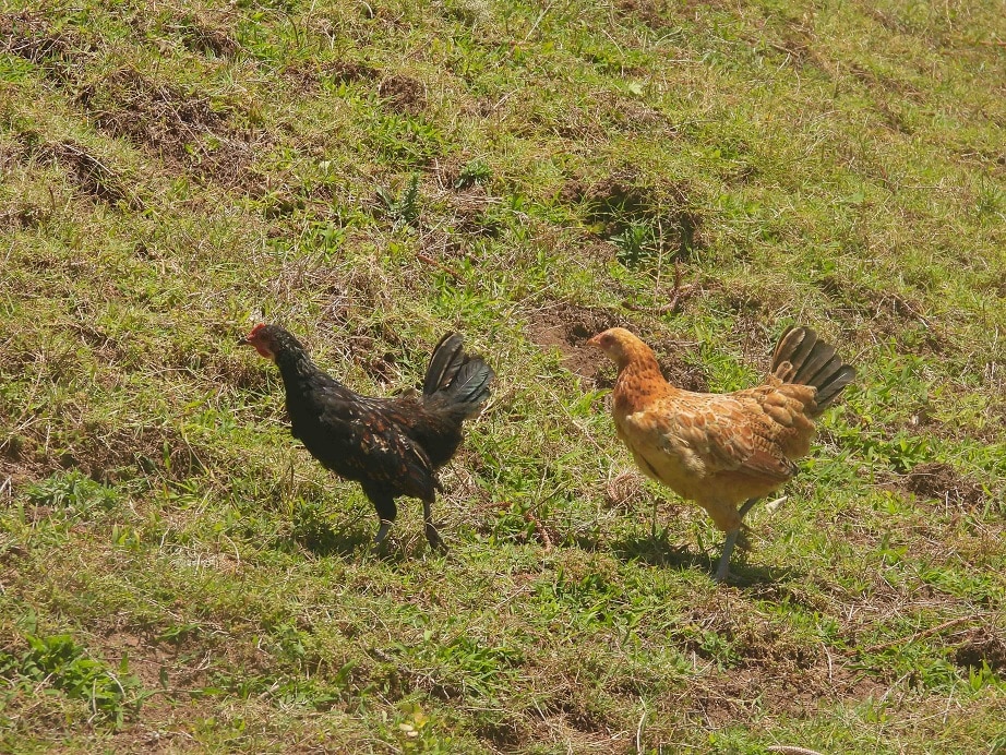 feral chooks norfolk feral chooks norfolk