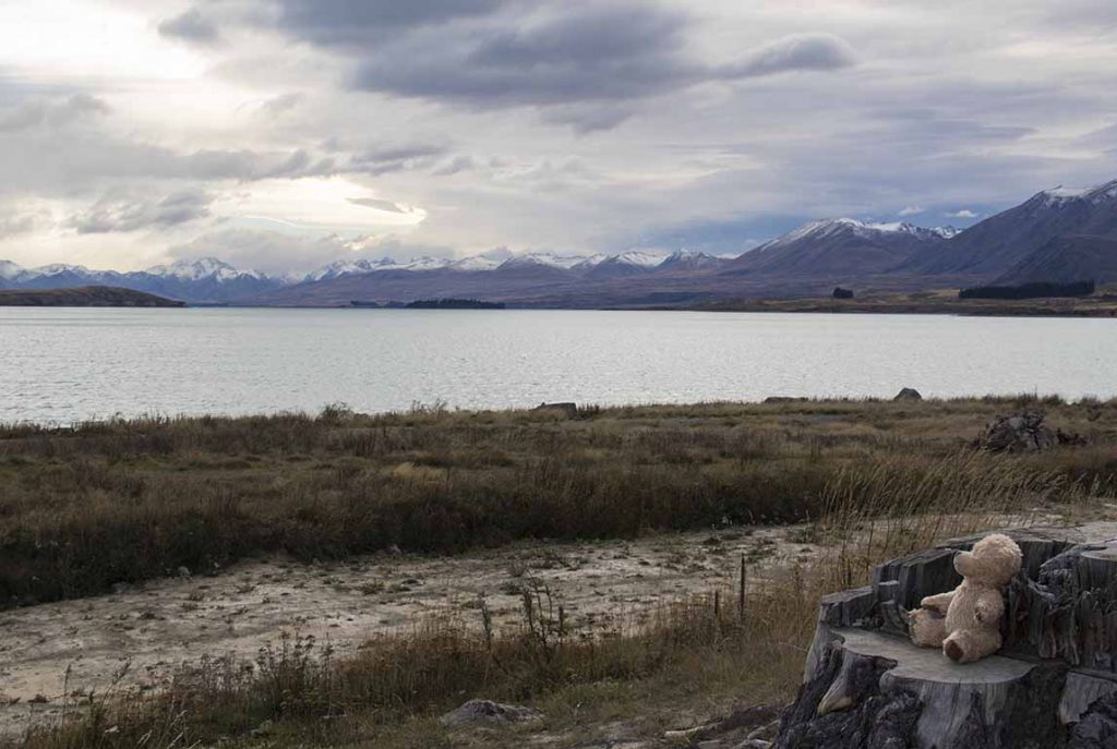 George the teddy admiring the view pf Lake Tepako